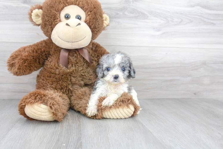 Best Cavapoo Baby