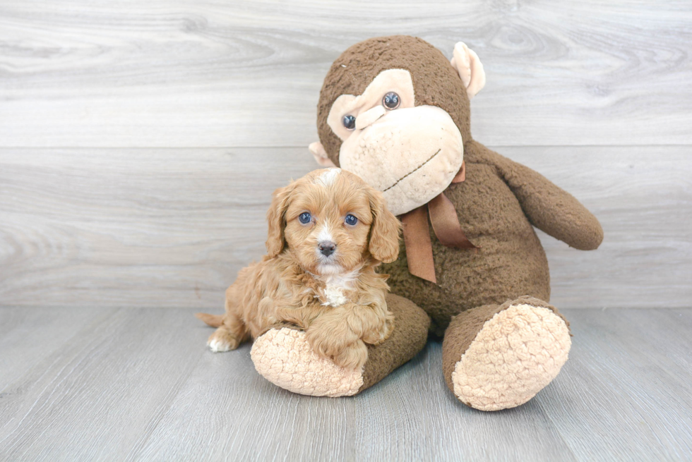 Best Cavapoo Baby