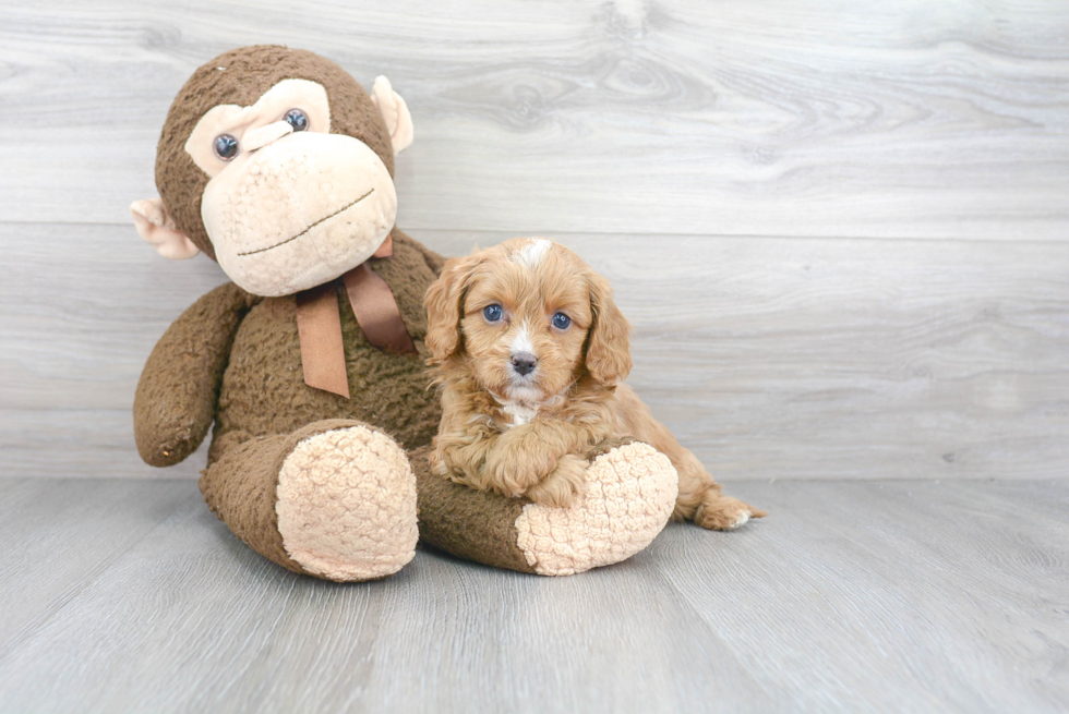 Playful Cavoodle Poodle Mix Puppy