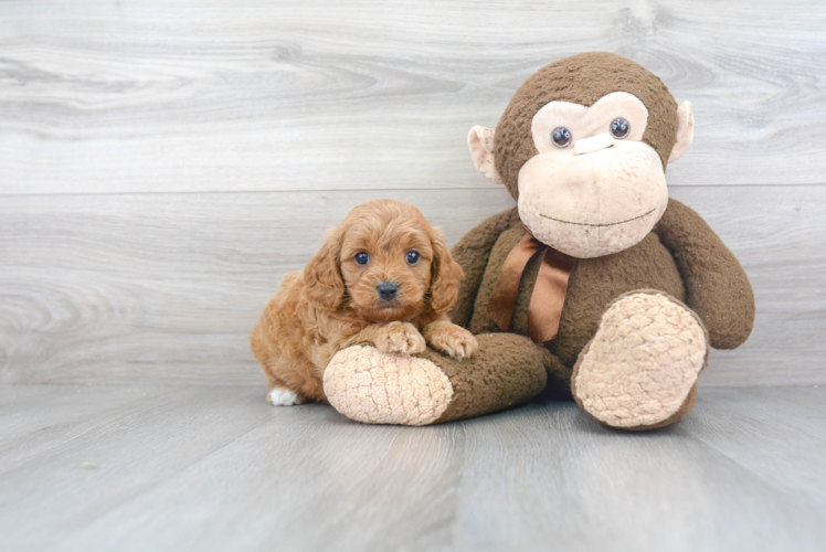 Little Cavoodle Poodle Mix Puppy