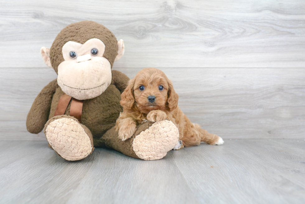 Cavapoo Pup Being Cute