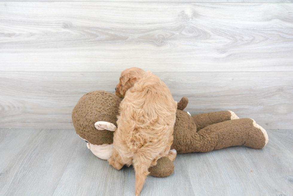 Petite Cavapoo Poodle Mix Pup