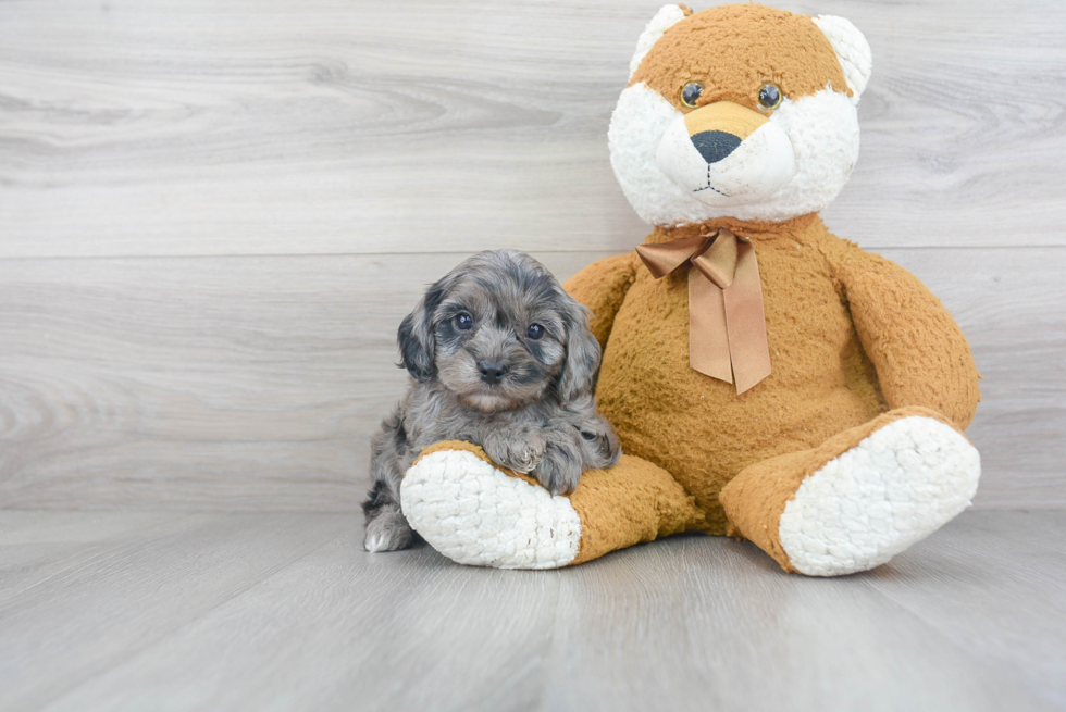 Fluffy Cavapoo Poodle Mix Pup