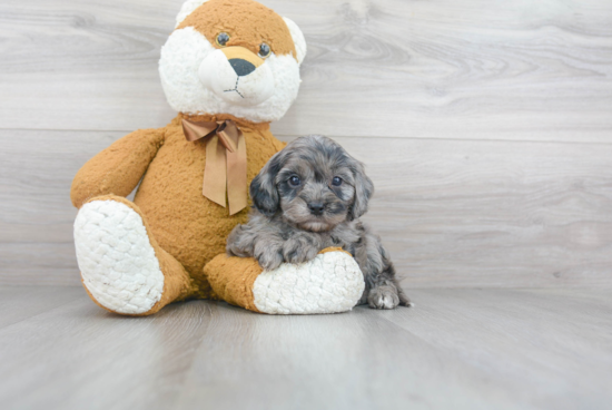 Cavapoo Puppy for Adoption