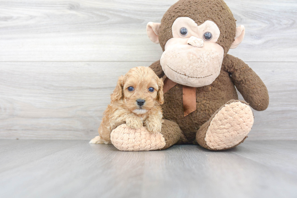 Fluffy Cavapoo Poodle Mix Pup