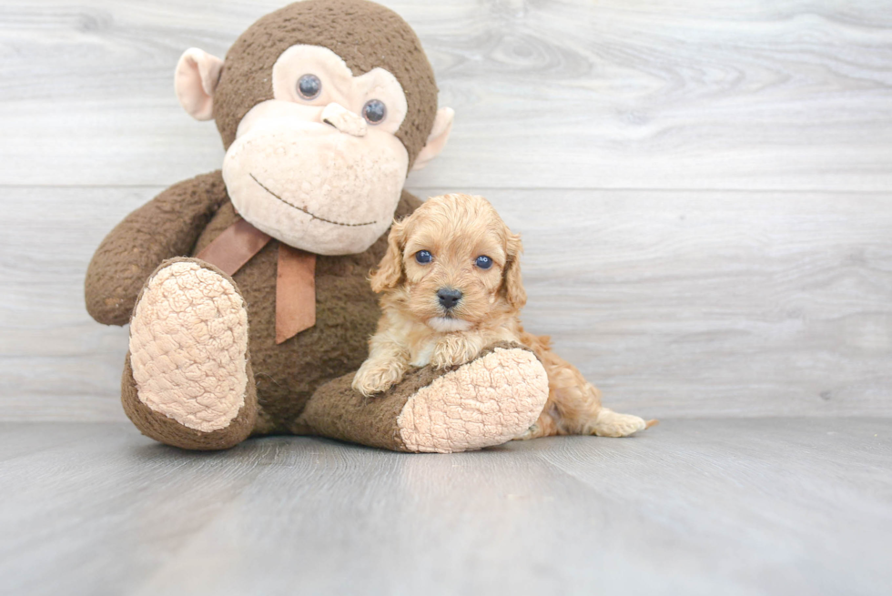 Best Cavapoo Baby