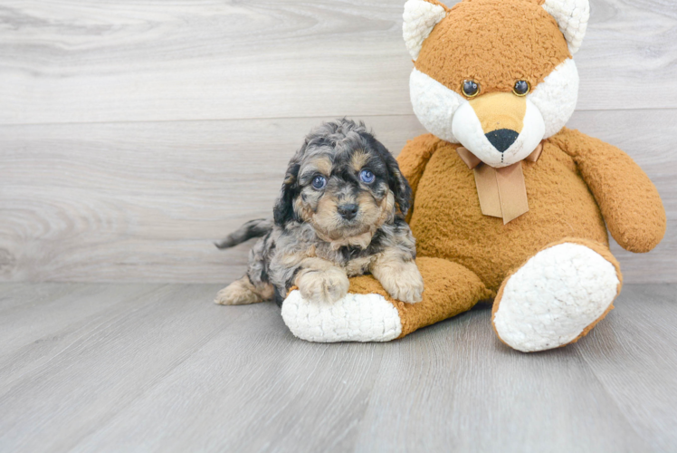 Funny Cavapoo Poodle Mix Pup