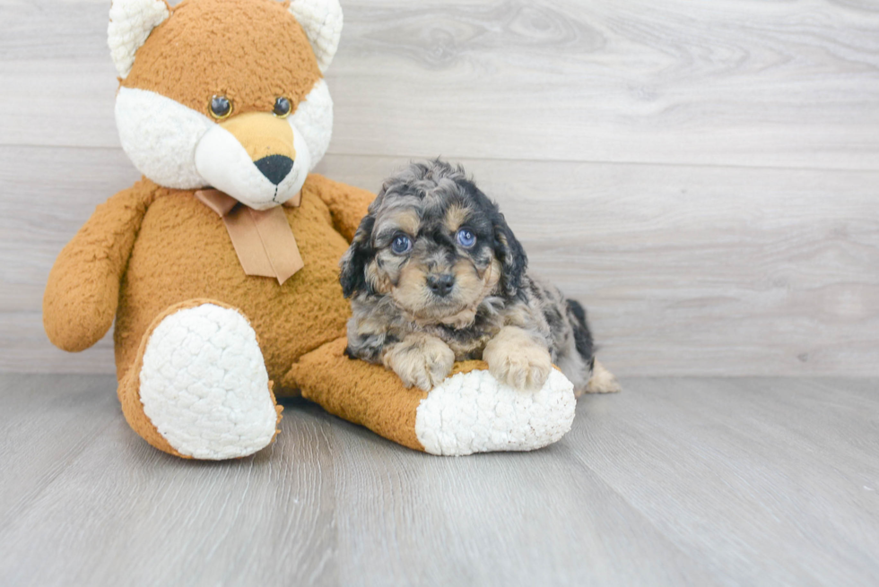 Smart Cavapoo Poodle Mix Pup