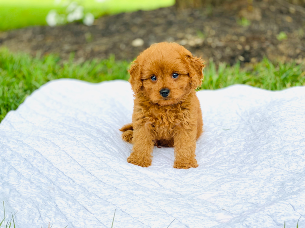 Sweet Cavapoo Baby