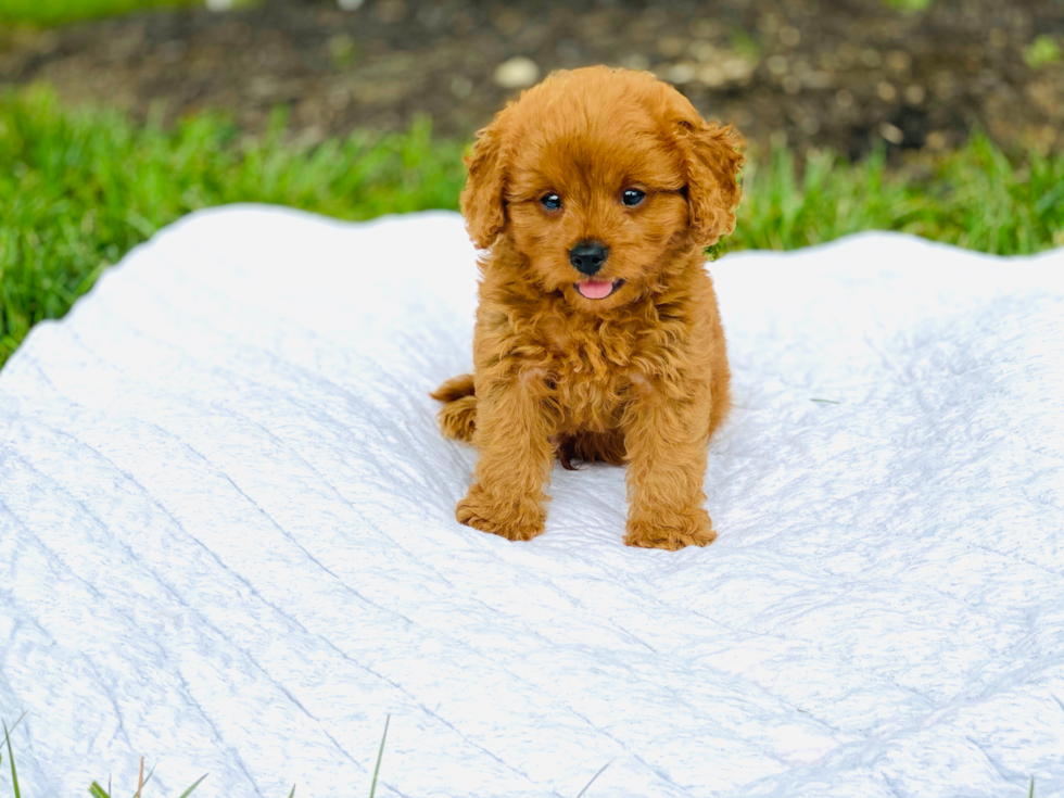 Friendly Cavapoo Baby