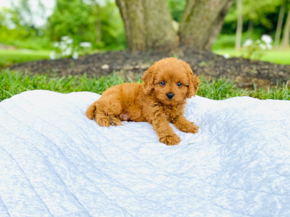 Best Cavapoo Baby