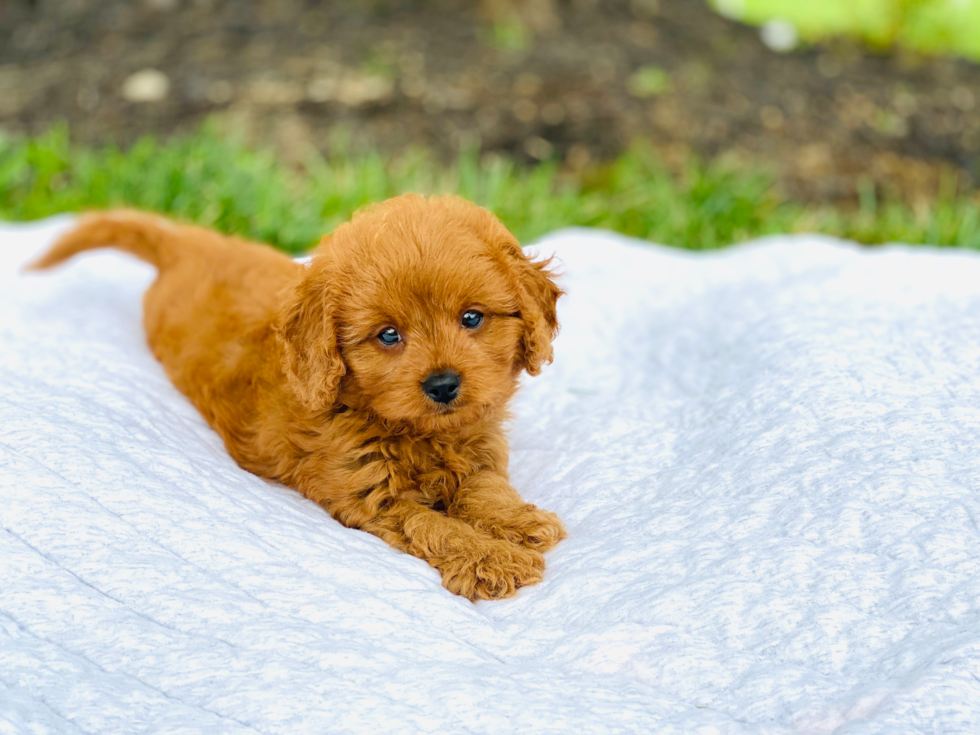 Best Cavapoo Baby