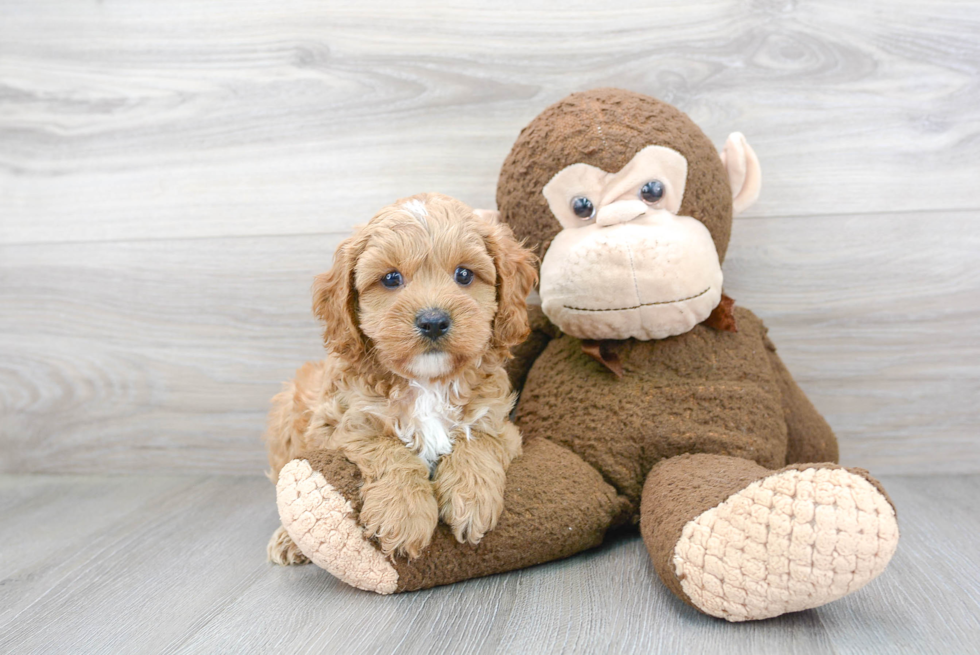 Playful Cavoodle Poodle Mix Puppy