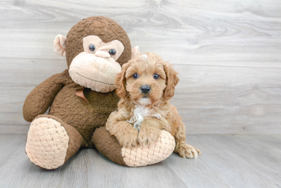 Hypoallergenic Cavoodle Poodle Mix Puppy