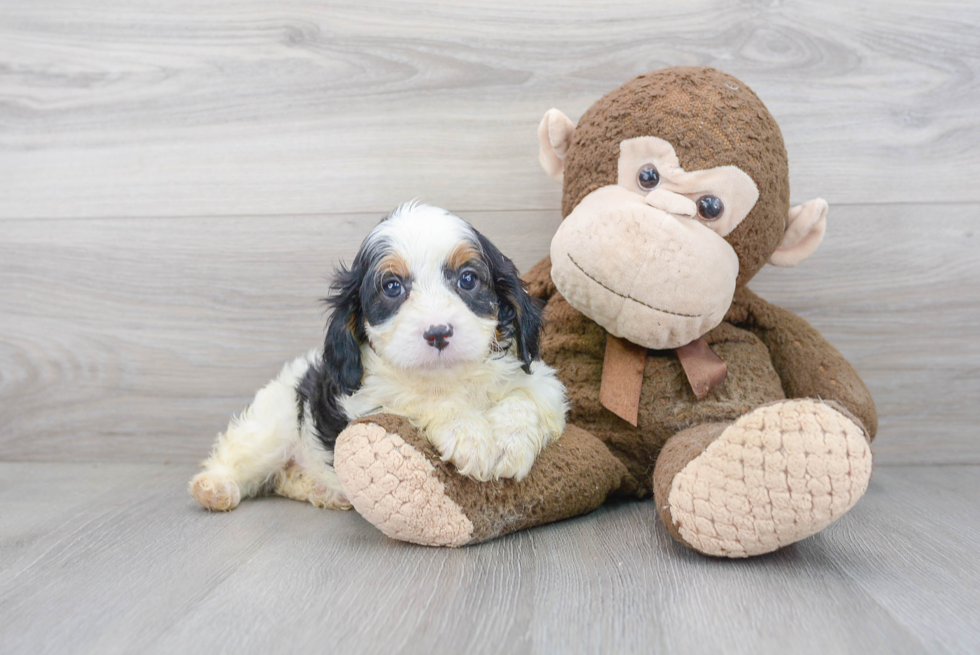 Cavapoo Pup Being Cute