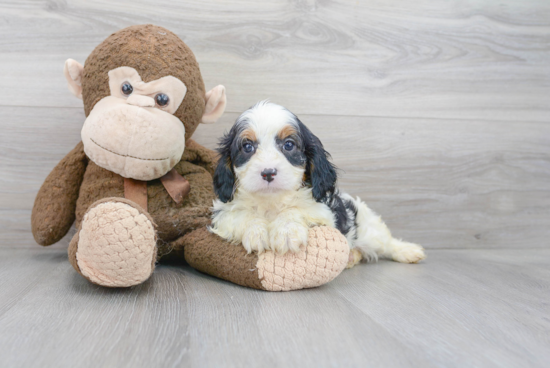 Little Cavoodle Poodle Mix Puppy