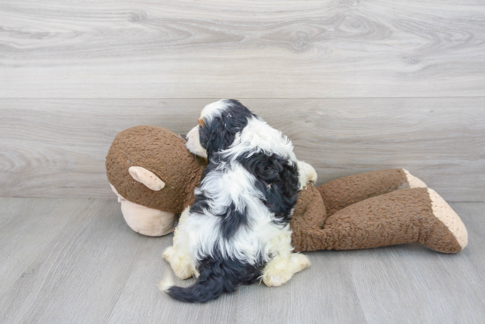 Hypoallergenic Cavoodle Poodle Mix Puppy