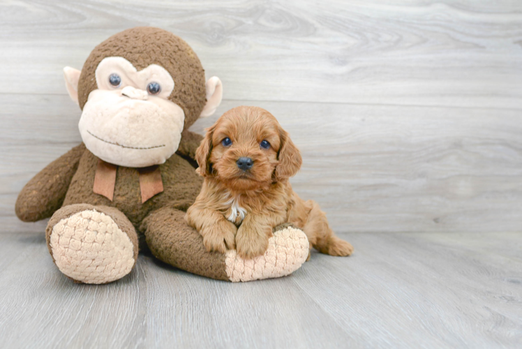 Playful Cavoodle Poodle Mix Puppy