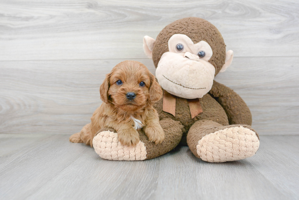 Best Cavapoo Baby