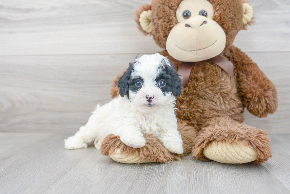 Petite Cavapoo Poodle Mix Pup