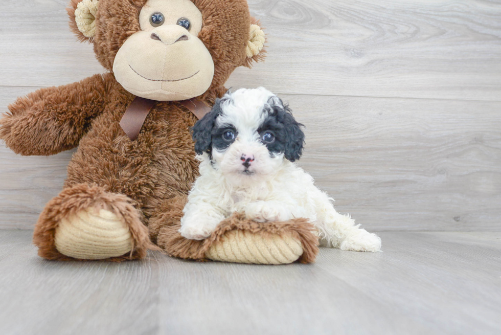 Best Cavapoo Baby