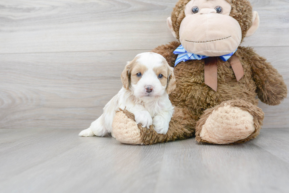 Hypoallergenic Cavoodle Poodle Mix Puppy