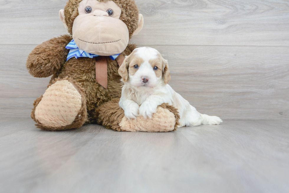 Cavapoo Puppy for Adoption