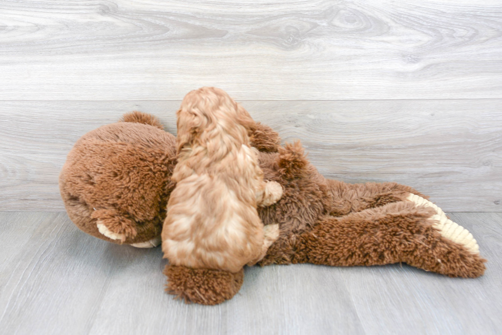 Cavapoo Pup Being Cute