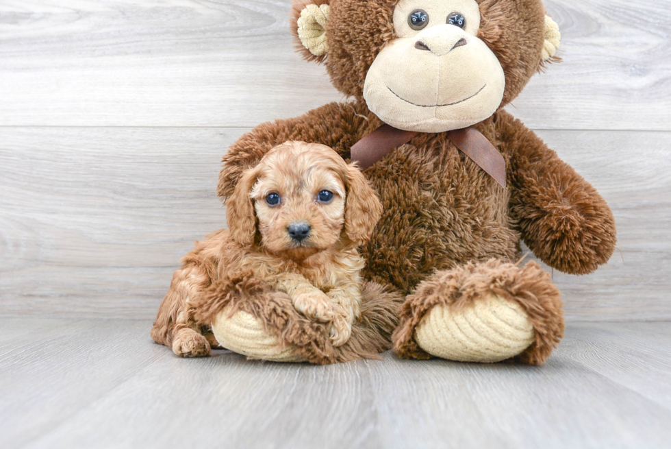 Cavapoo Puppy for Adoption