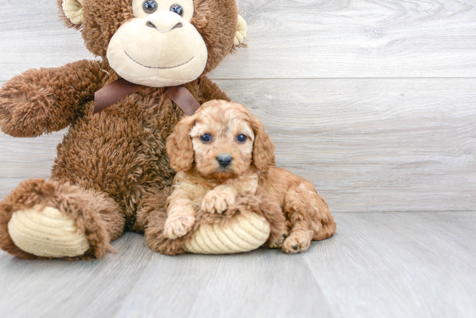 Best Cavapoo Baby