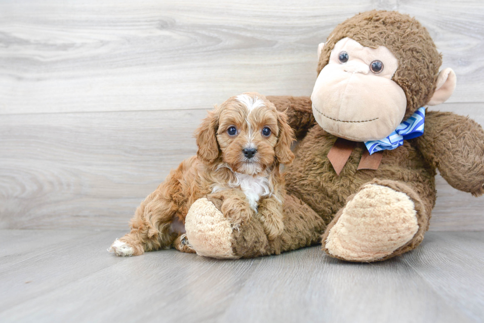 Popular Cavapoo Poodle Mix Pup