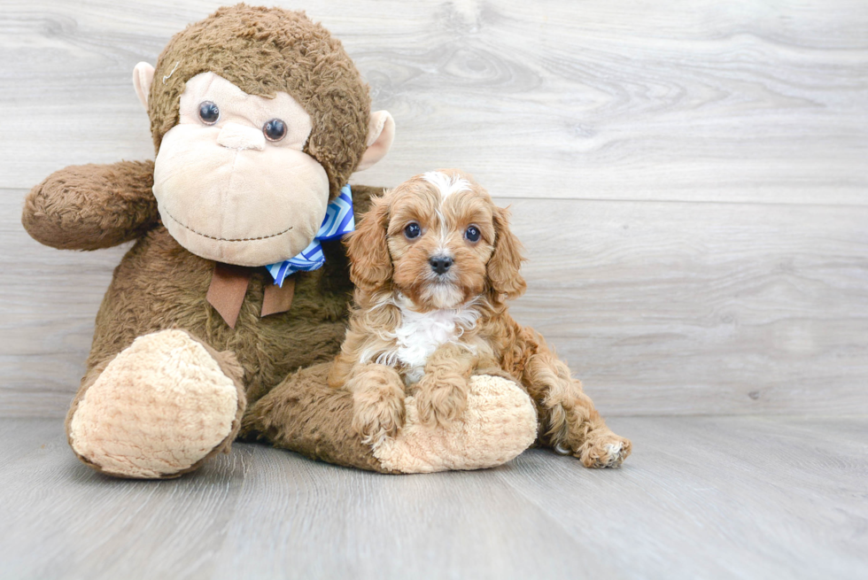 Best Cavapoo Baby