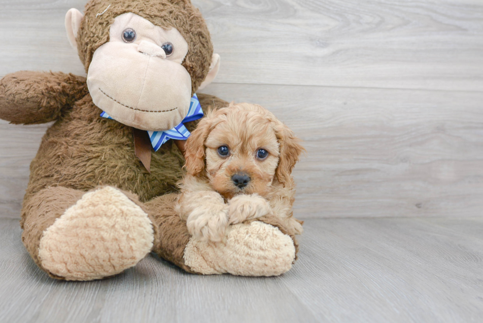 Best Cavapoo Baby