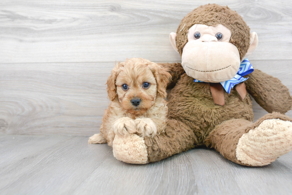 Smart Cavapoo Poodle Mix Pup