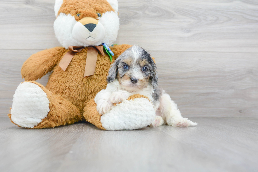 Cavapoo Pup Being Cute