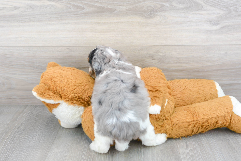 Energetic Cavoodle Poodle Mix Puppy