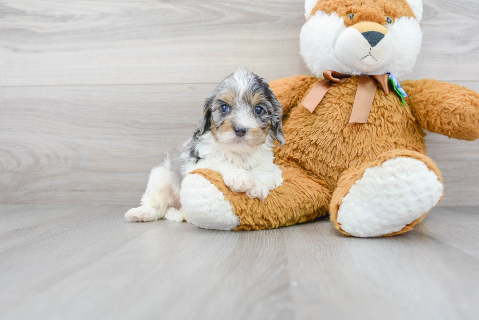 Petite Cavapoo Poodle Mix Pup