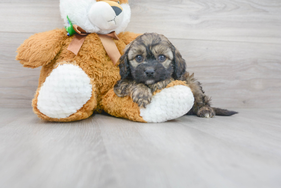 Best Cavapoo Baby