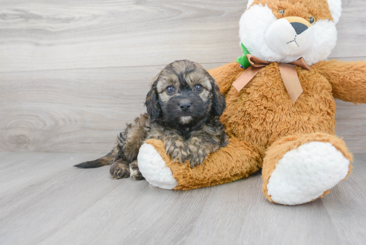 Happy Cavapoo Baby