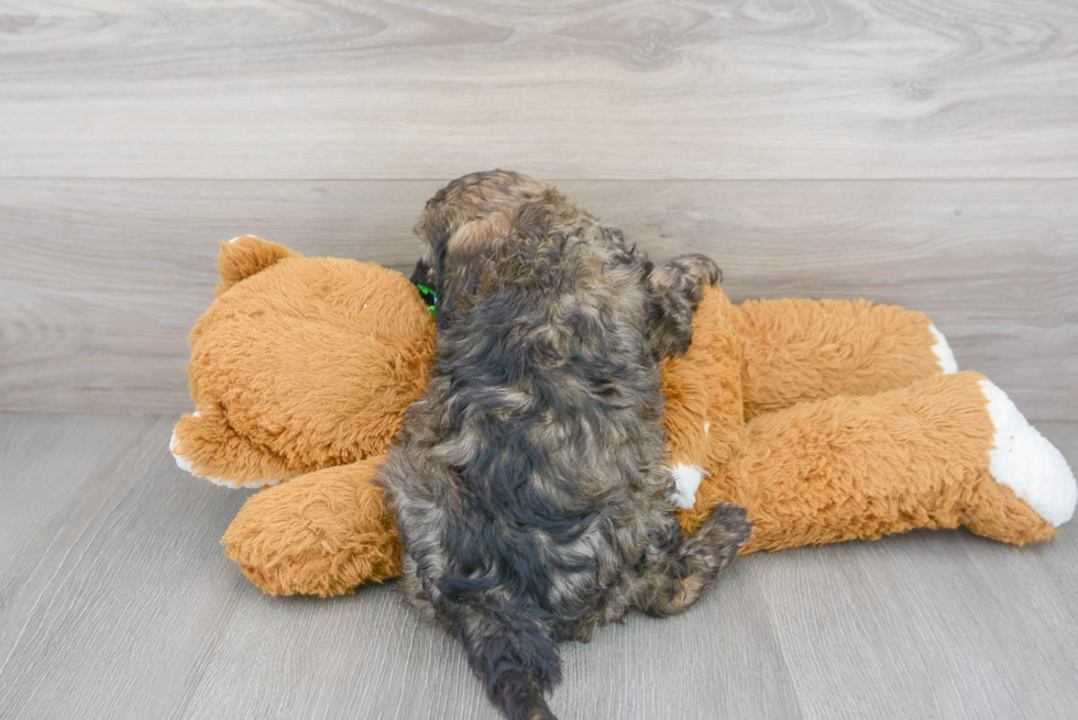 Small Cavapoo Baby