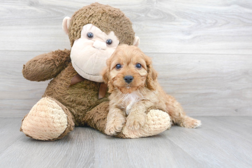 Happy Cavapoo Baby