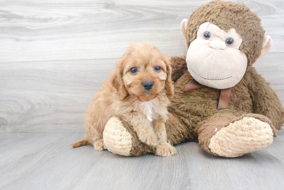 Sweet Cavapoo Baby