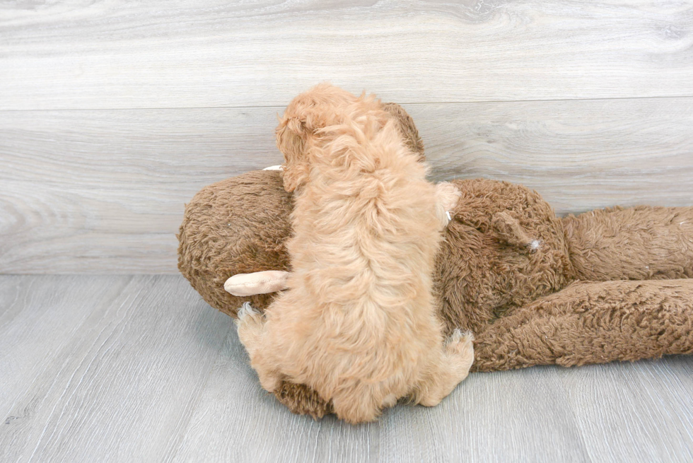 Funny Cavapoo Poodle Mix Pup