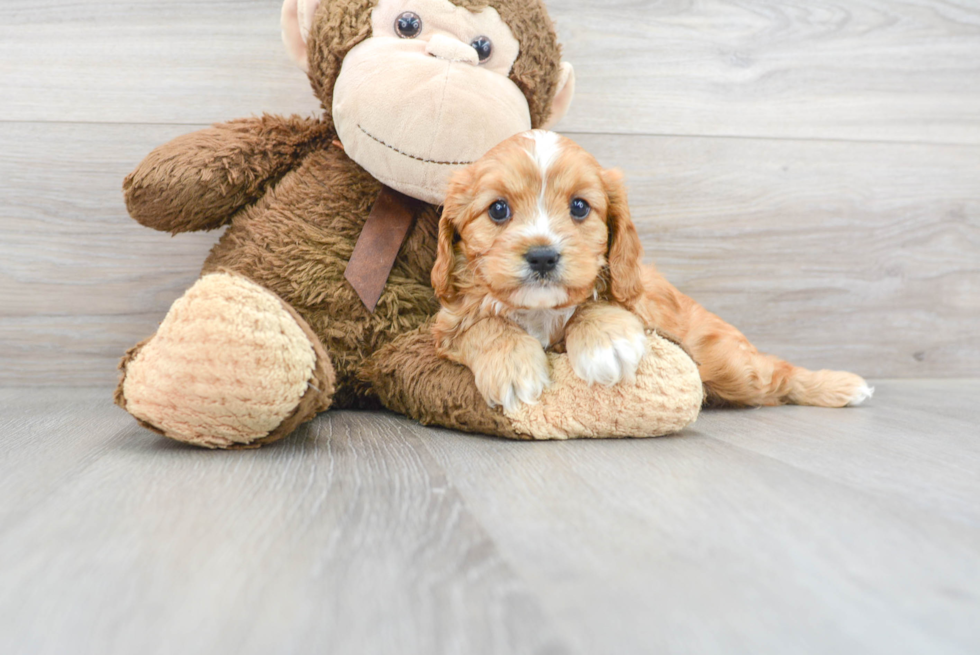 Cavapoo Pup Being Cute