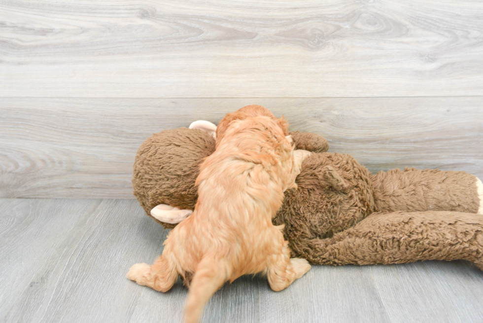 Adorable Cavoodle Poodle Mix Puppy