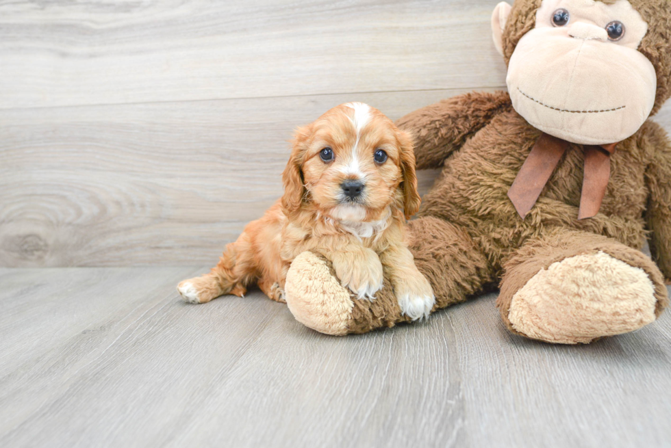 Cavapoo Puppy for Adoption