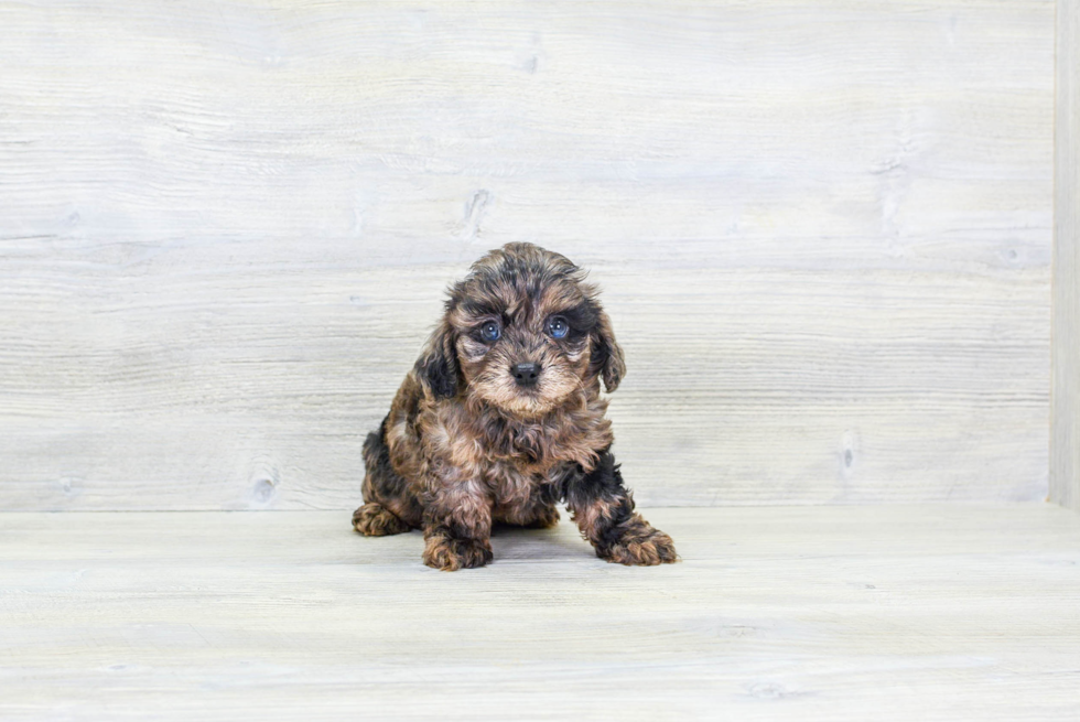 Smart Cavapoo Poodle Mix Pup