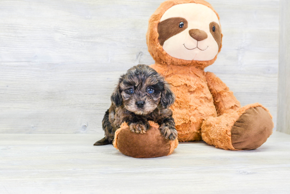 Cavapoo Pup Being Cute