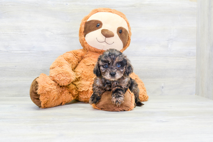 Cavapoo Pup Being Cute