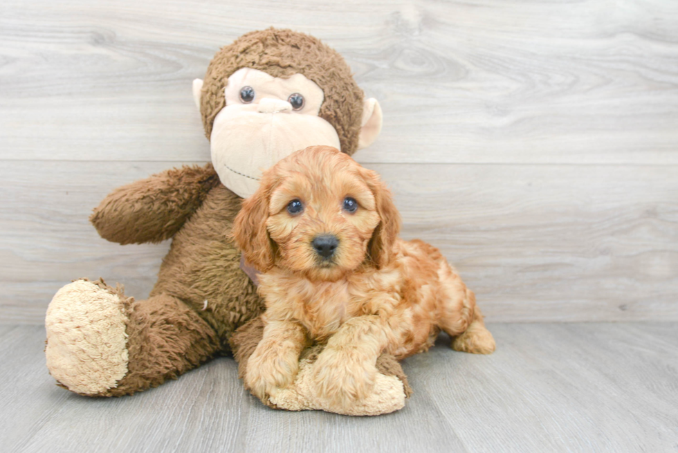 Happy Cavapoo Baby